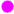 purpurová